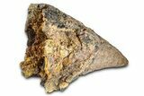 Rare, Fossil Dinosaur (Ankylosaurus) Side Spike - Montana #380211-4